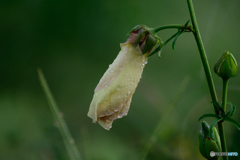 咲くの止めようかな