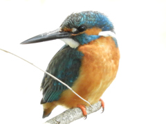 コンデジ畏るべし