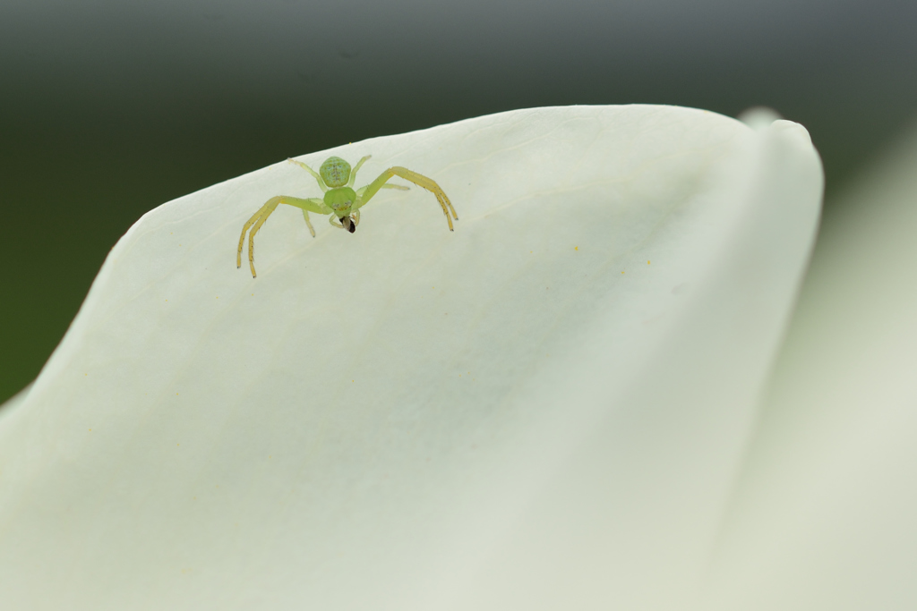 白テーブルの上で