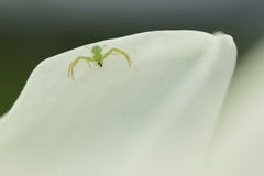 白テーブルの上で