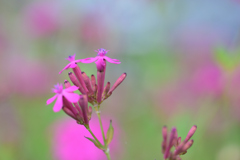 虫取りナデシコ