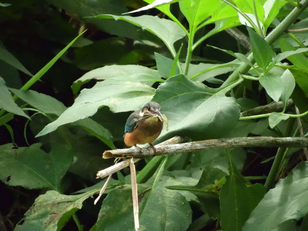 やっと、エビゲット