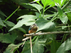 やっと、エビゲット