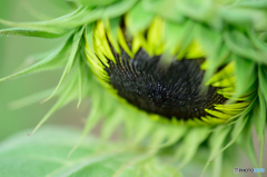 明日に向かって