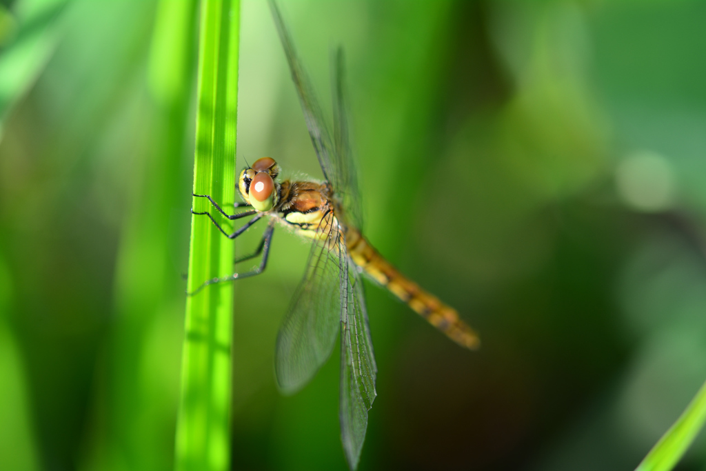 アキアカネ♀