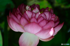 蓮の花