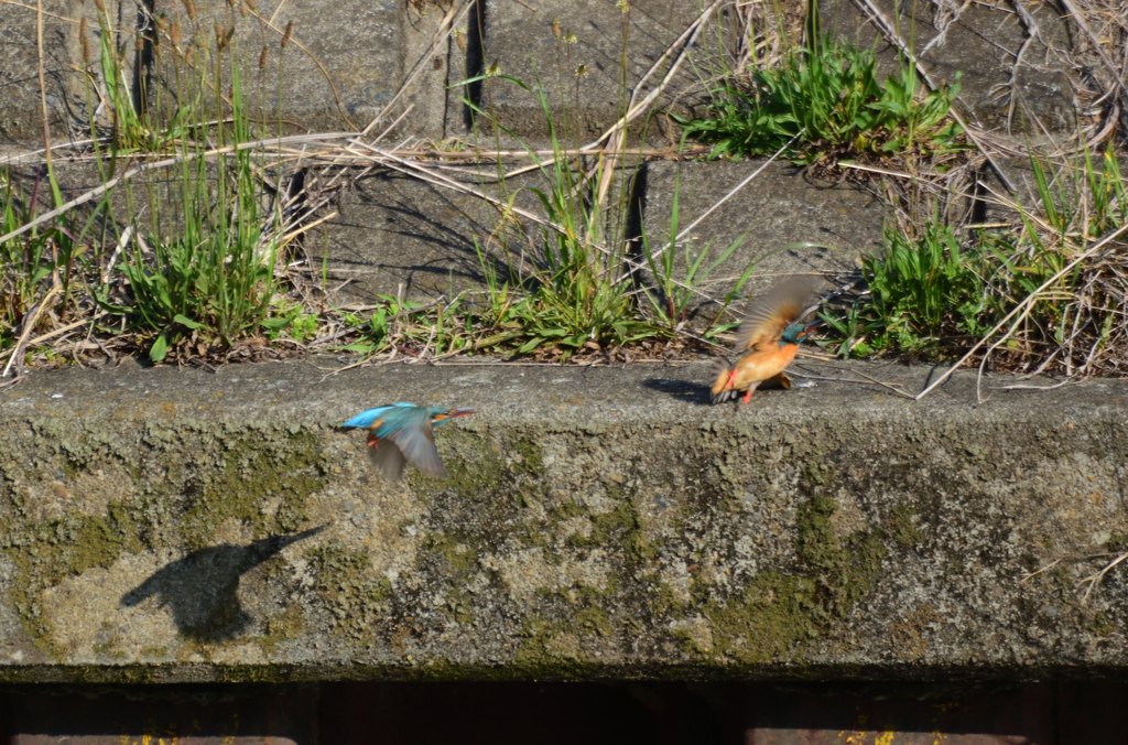 恋の駆け引き_4