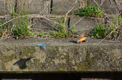 恋の駆け引き_4