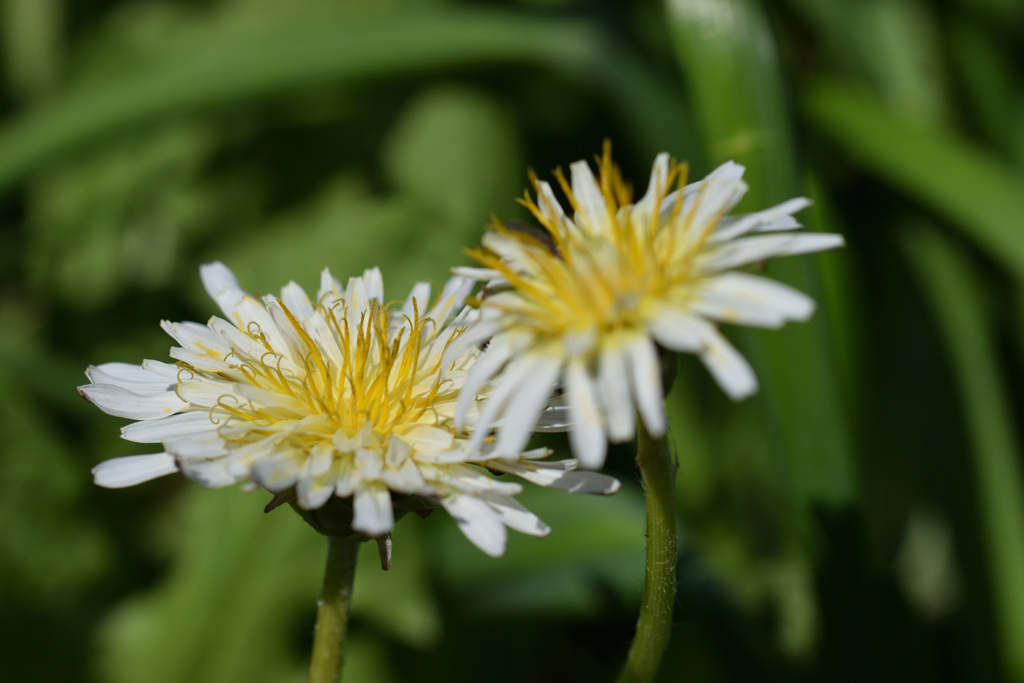 白いタンポポ