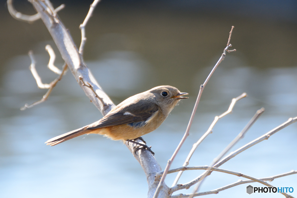 おしゃべりジョビ娘