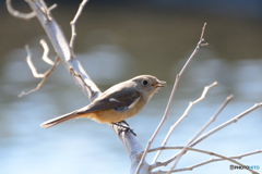 おしゃべりジョビ娘