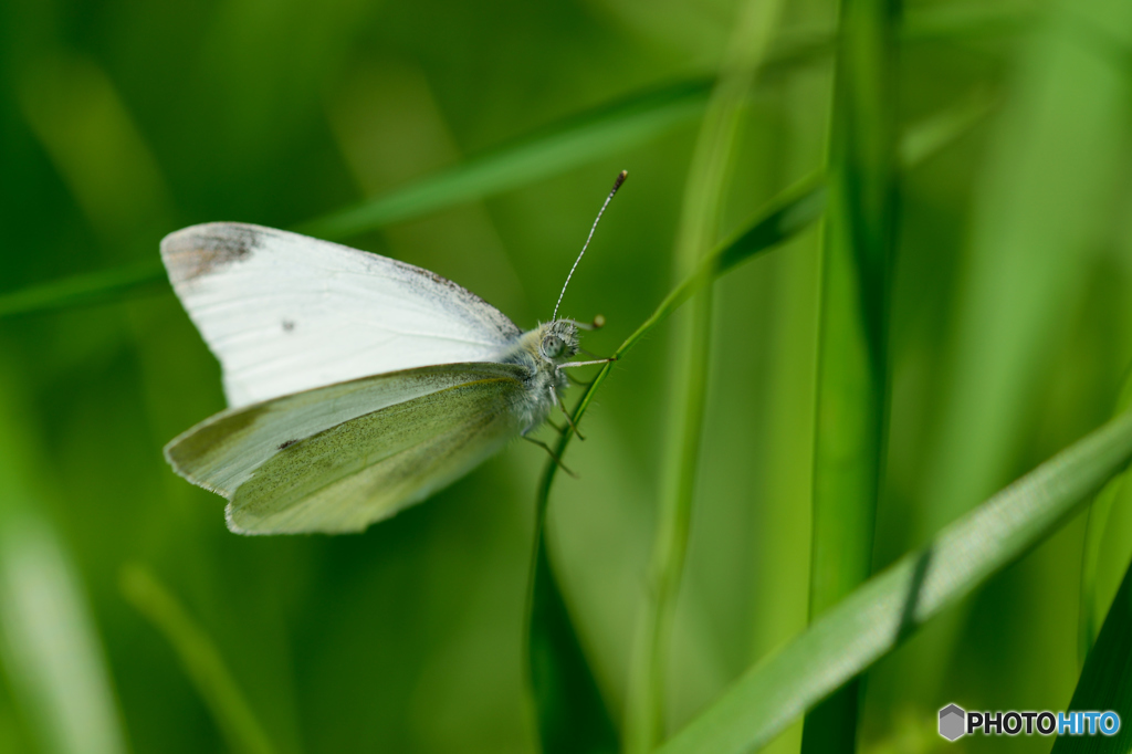 モンシロチョウ