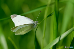 モンシロチョウ
