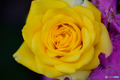 ナデシコに囲まれて