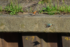 恋の駆け引き_3