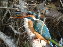 彼女の朝食