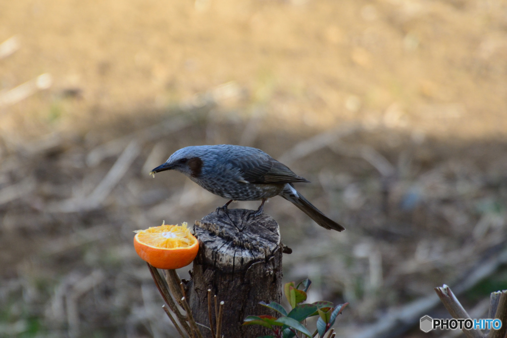 ヒヨドリのお食事処