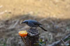 ヒヨドリのお食事処