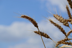 刈入れ時ですよ