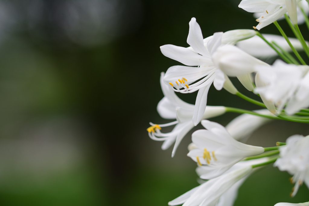 白いアガパンガス