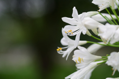 白いアガパンガス