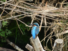 共同作業_家作り♂