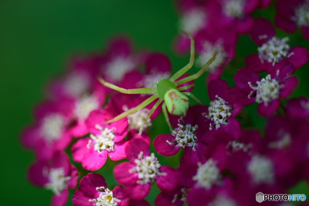 花蜘蛛