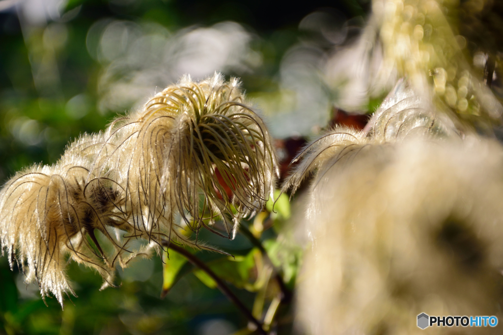 夕暮れのクレマチス