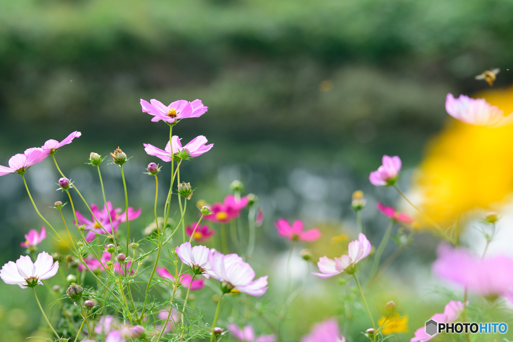 コスモスが一杯