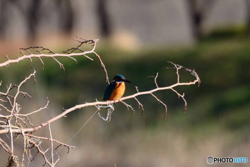 下流のカワセミ
