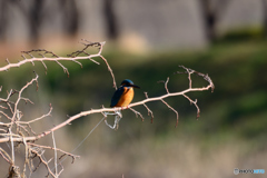 下流のカワセミ