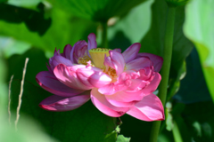 今日は開花一輪