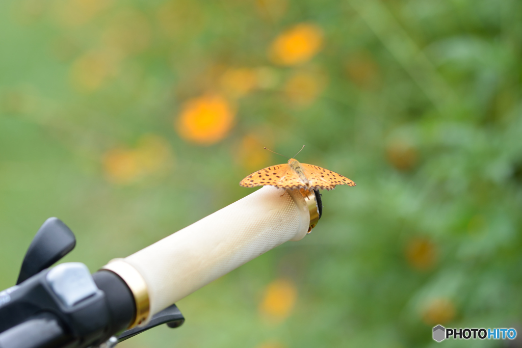 君も自転車乗りたいの？