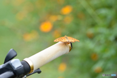 君も自転車乗りたいの？