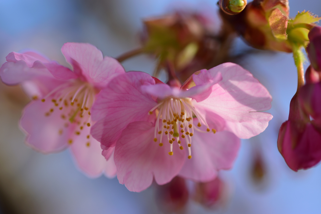 河津桜