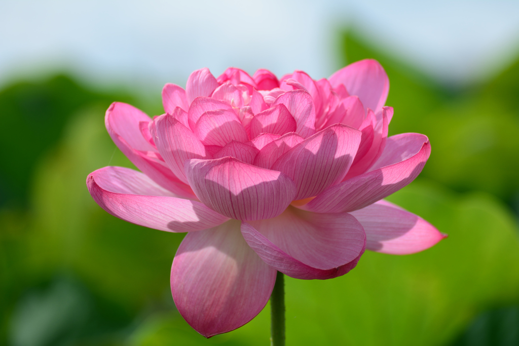 八重の蓮