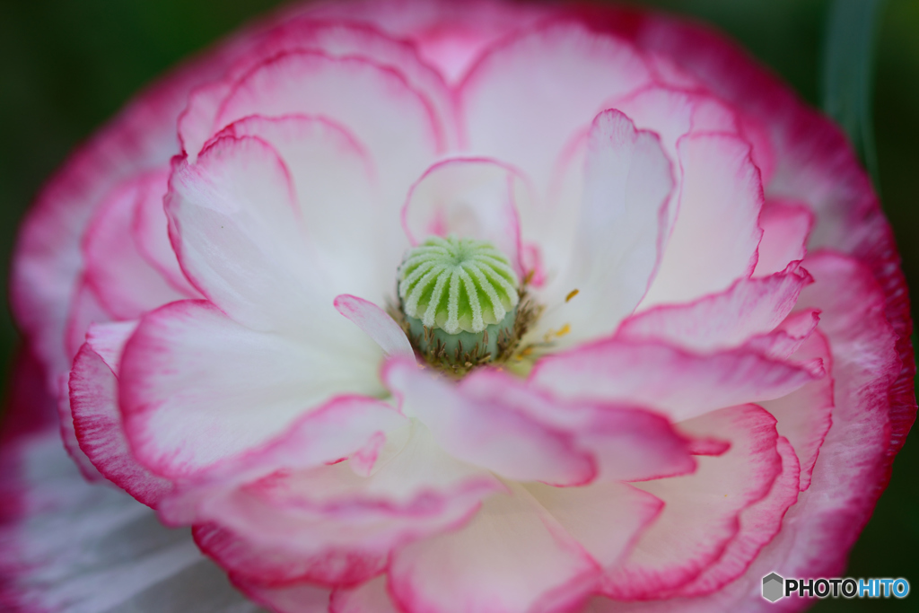 オブラートに包まれて