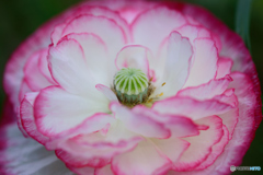 オブラートに包まれて