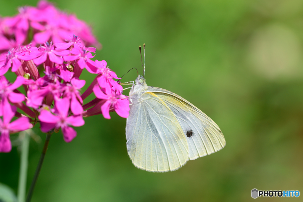 モンシロチョウ