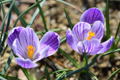 クロッカス