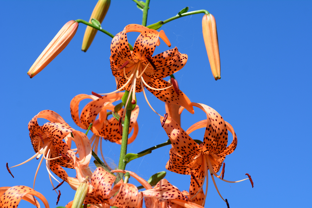 久々の晴天_コオニユリ