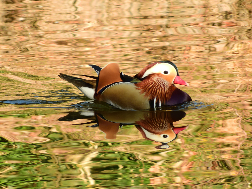 初トリ_オシドリ