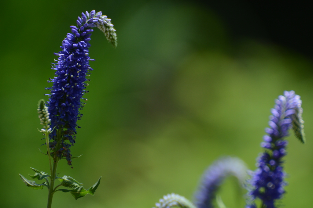 紫の花