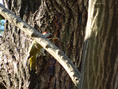 誰か、枝切って