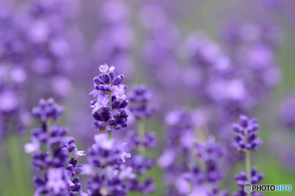 ラベンダー
