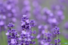 ラベンダー