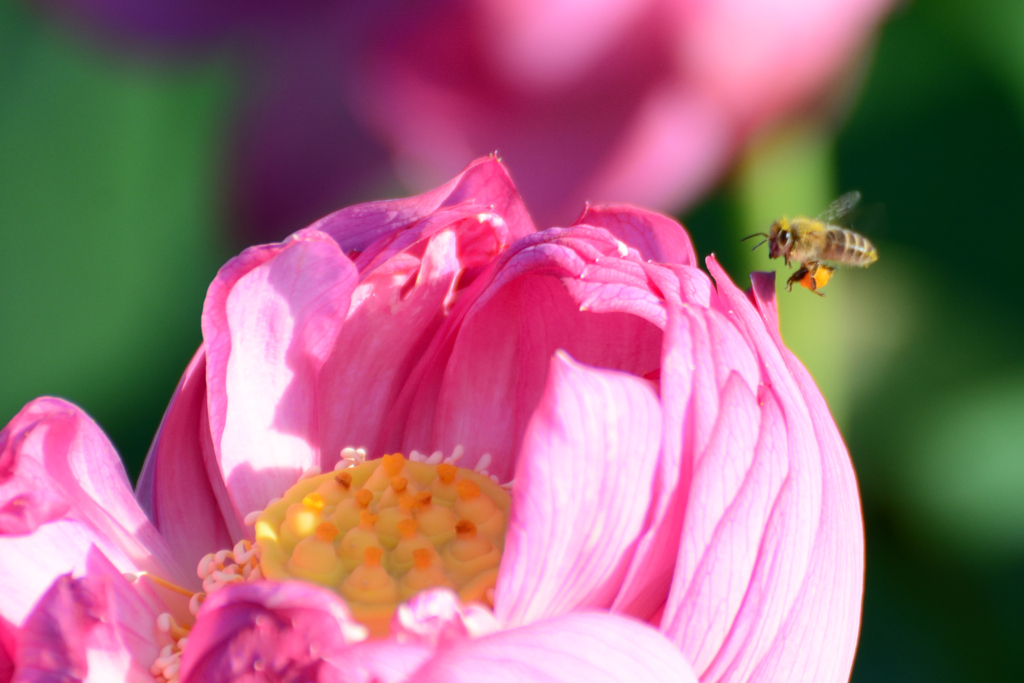 蓮の香に惹かれて_2