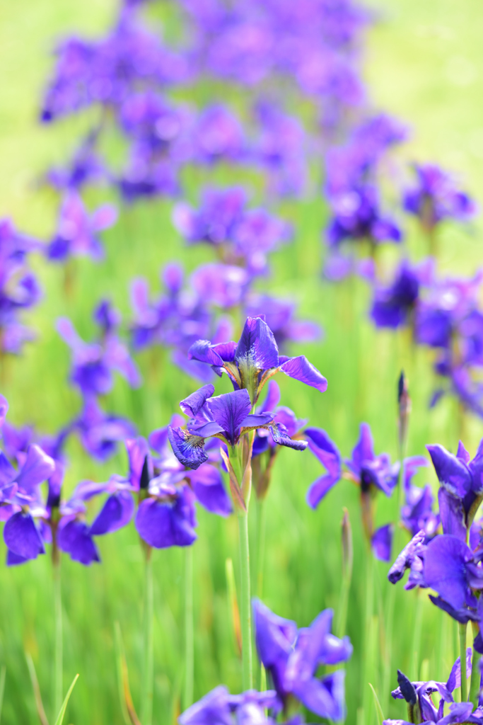 紫のキャンバス