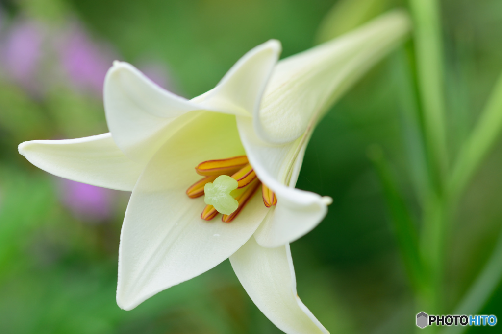 マドンナ・リリー