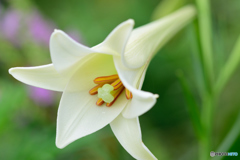 マドンナ・リリー